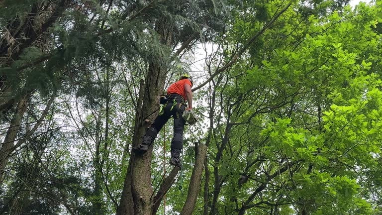  Cicero, IL Tree Removal and Landscaping Services Pros